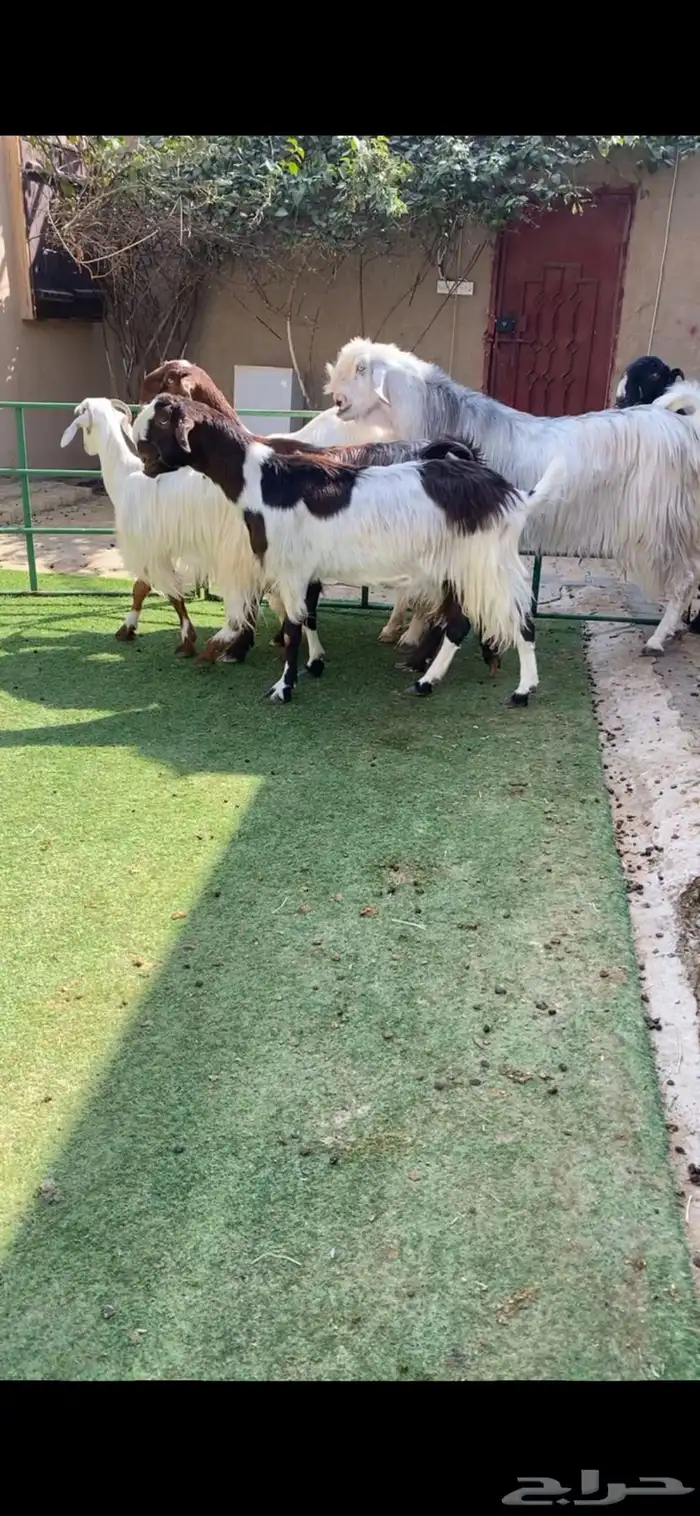 معزا صمع بفحلها 0