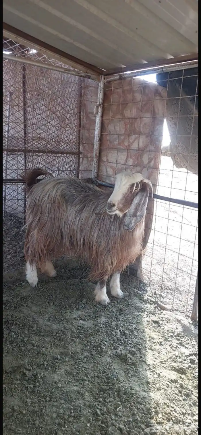 معزا مضاريع 1