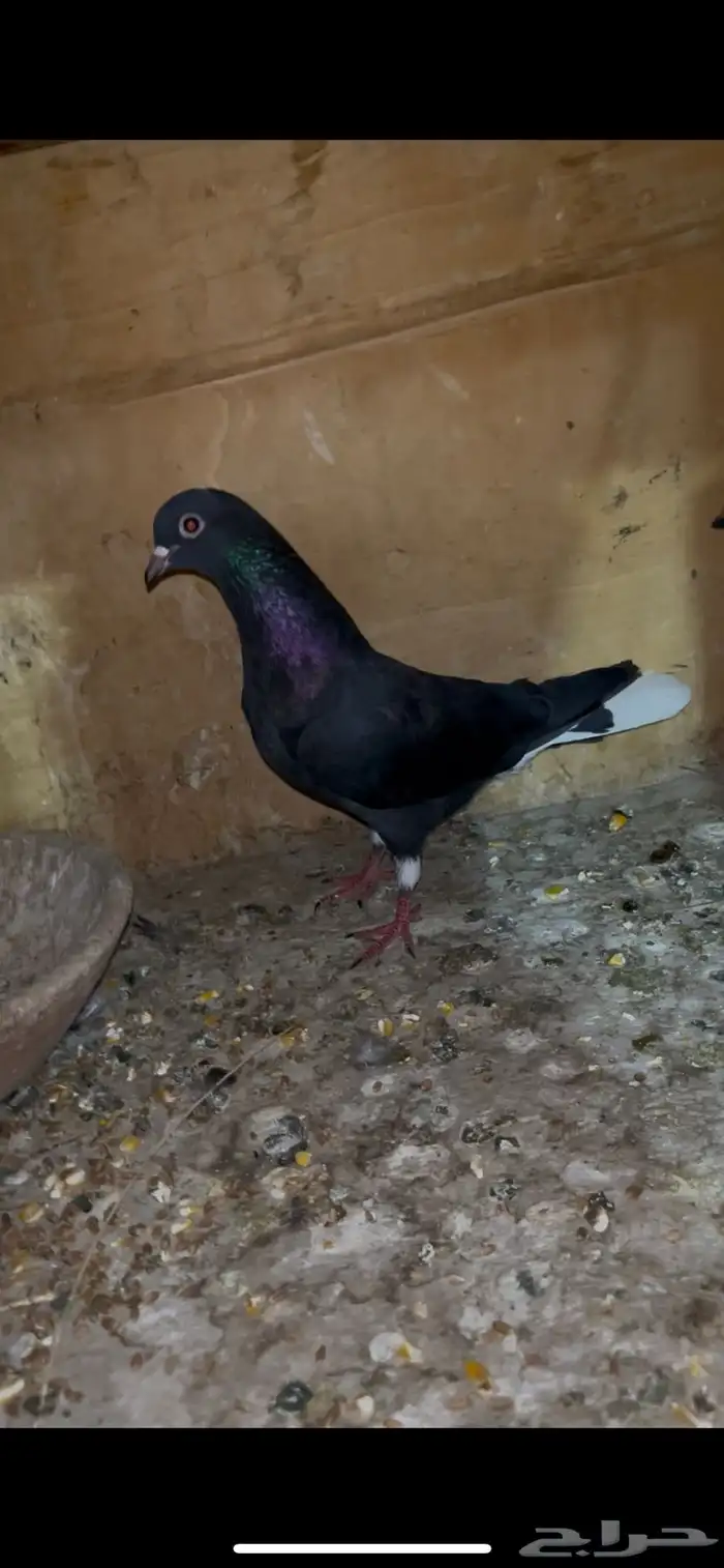 حمام قطيفي منتج للبيع 1
