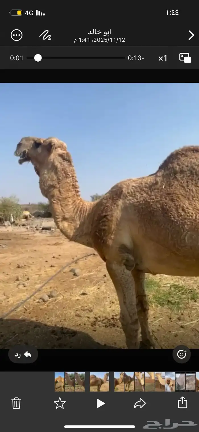 جمل طيب ومنتج ومشروط ضراب وعشار 0