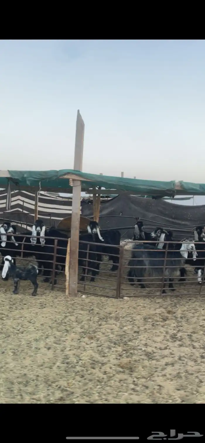 معزا عوارض رغايث 0