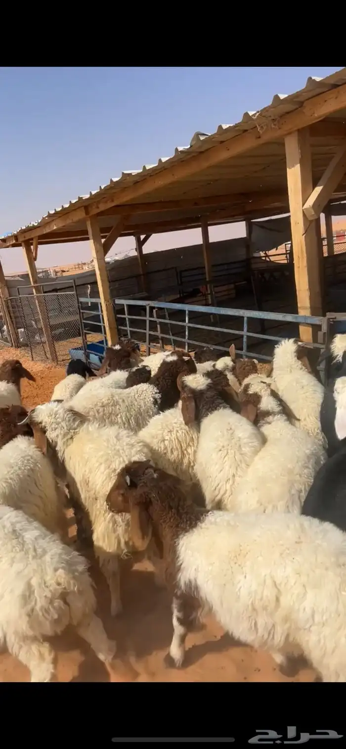 هرافى نعيم 2