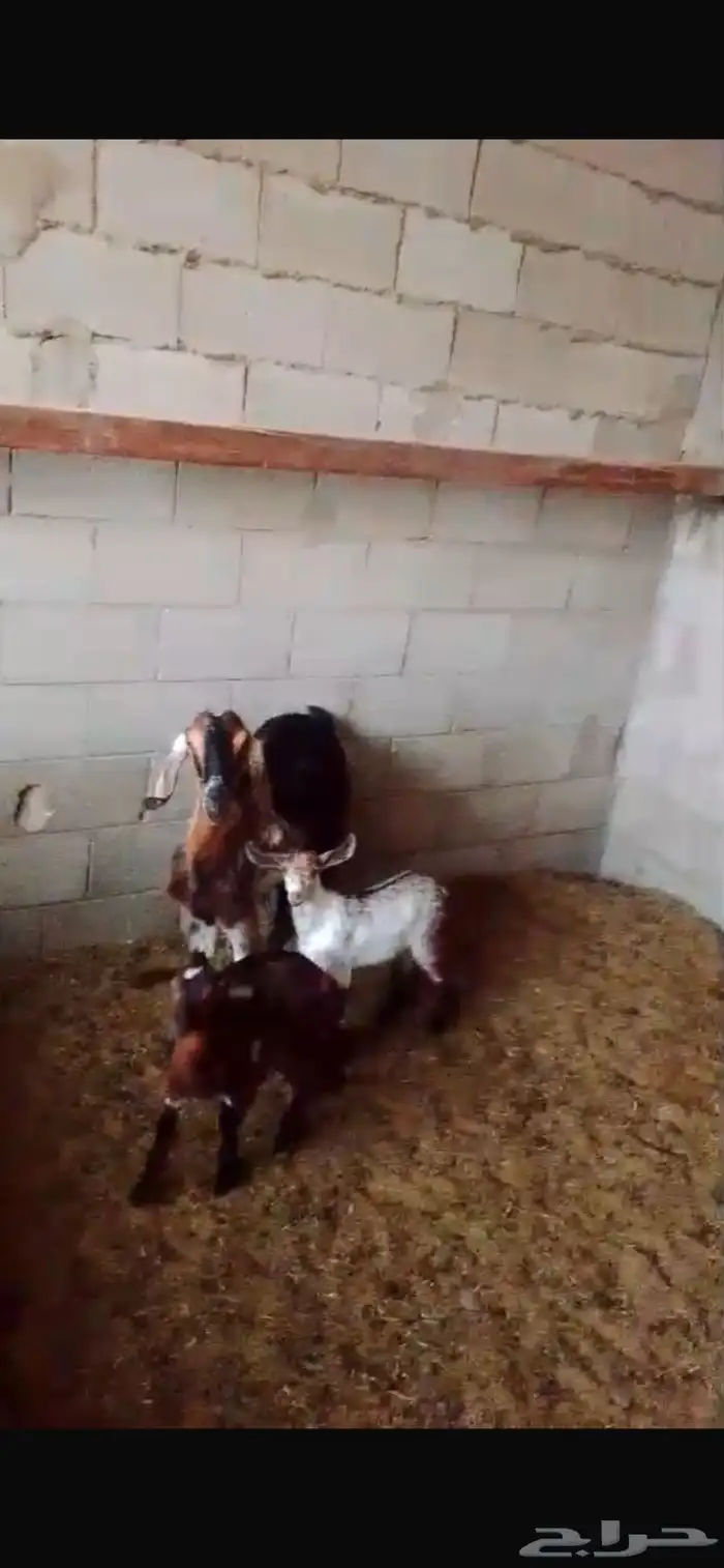 عنز جنوبيه 1