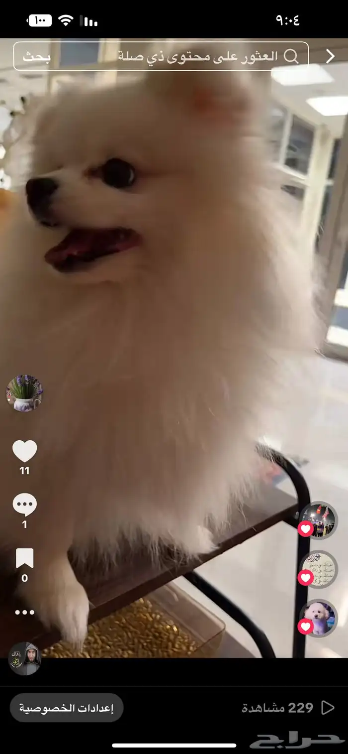 الخبر  العقربية 2