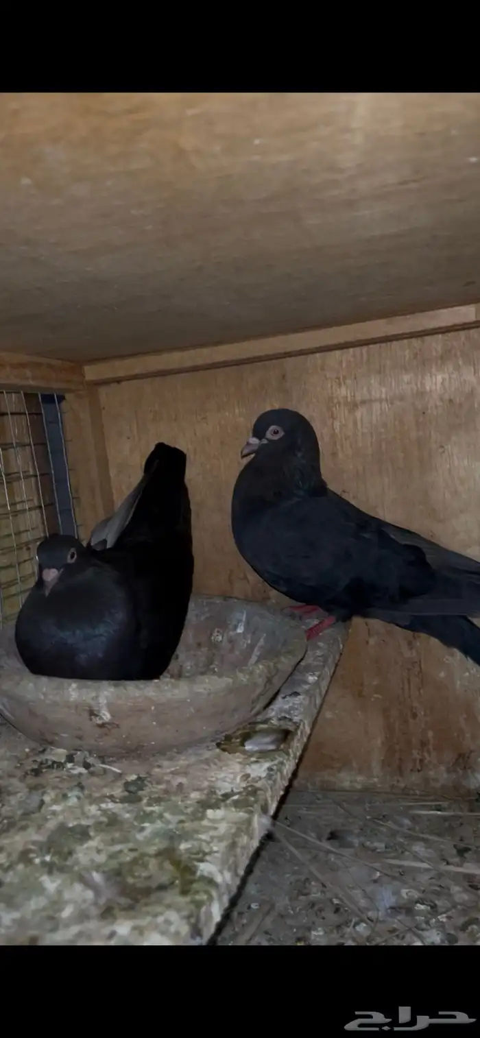 حمام قطيفي منتج للبيع 0