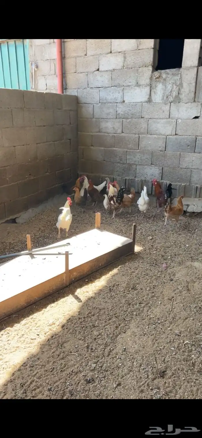 دجاج بلدي 2