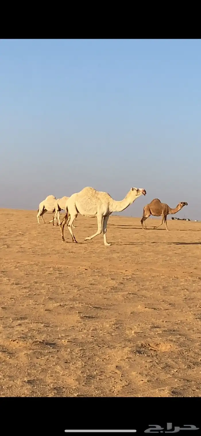 ابل ذود مراح واحد صفر و وضح 10