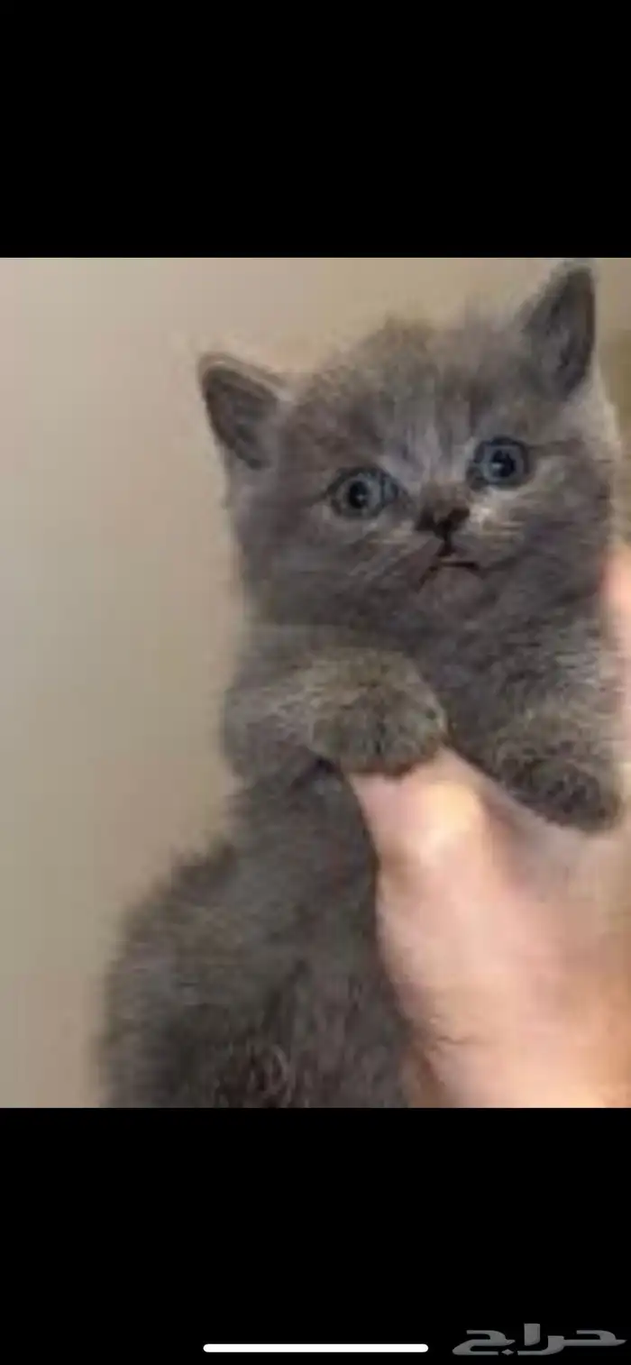 قطط سكوتش ستريت صغار للبيع 4