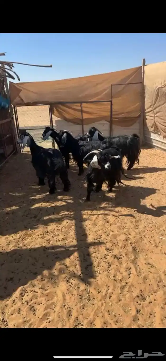 للبيع معزا عوارض دفيع شرط على السونار ( تم البيع ) 0