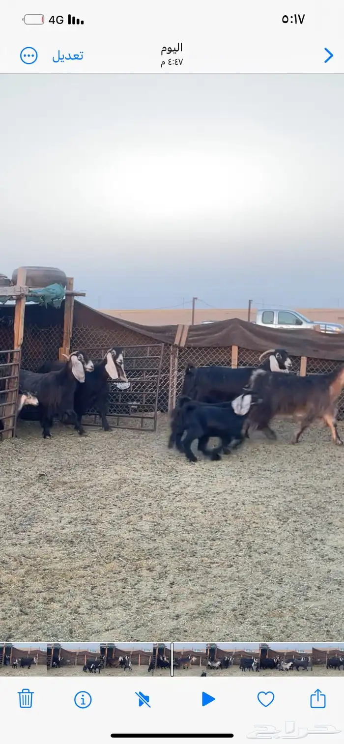 معزا عوارض رغايث 5