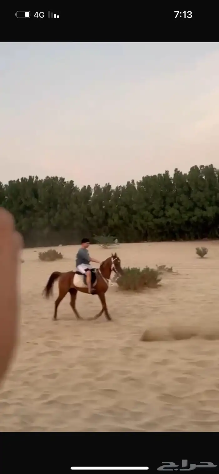حصان عربي 1