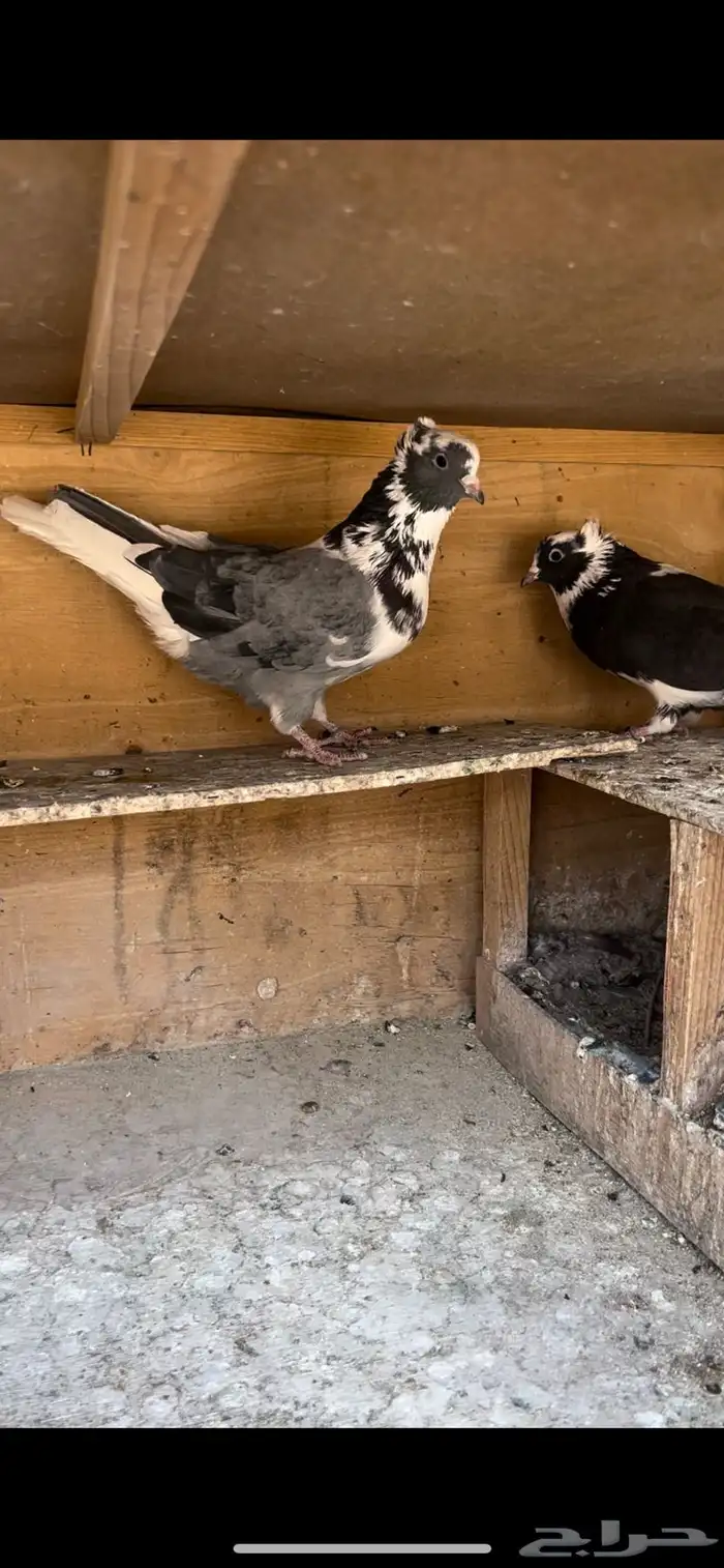 حمام قطيفي للبيع (تم البيع ) 1