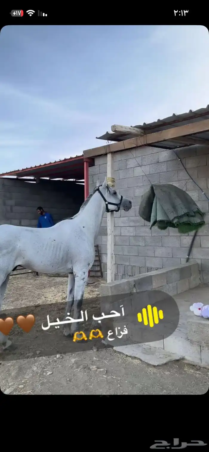 خيل واهو للبيع كفو 4
