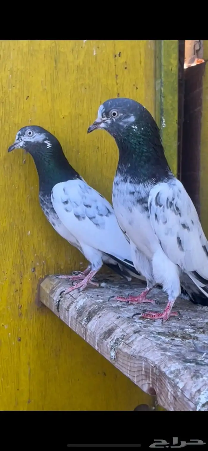 طيور باكستانيه 0