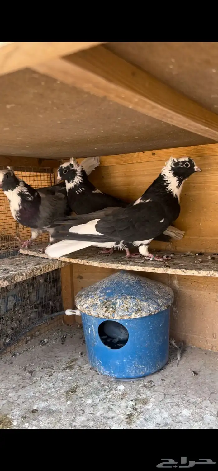 حمام قطيفي للبيع (تم البيع ) 6