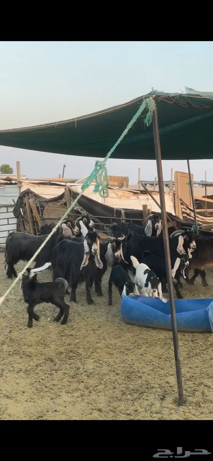 معزا عوارض رغايث 9