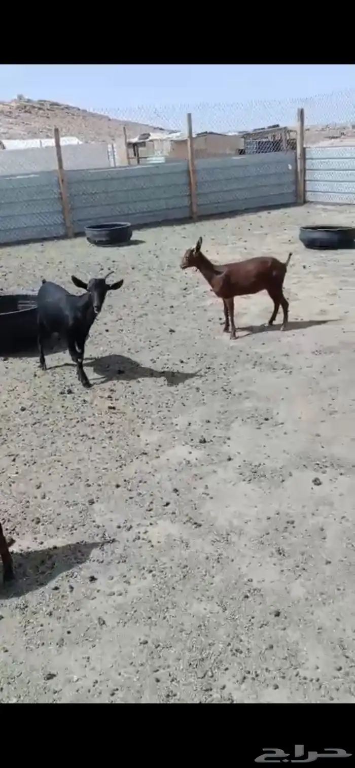 جفرتين وتيس مورسيانو 0