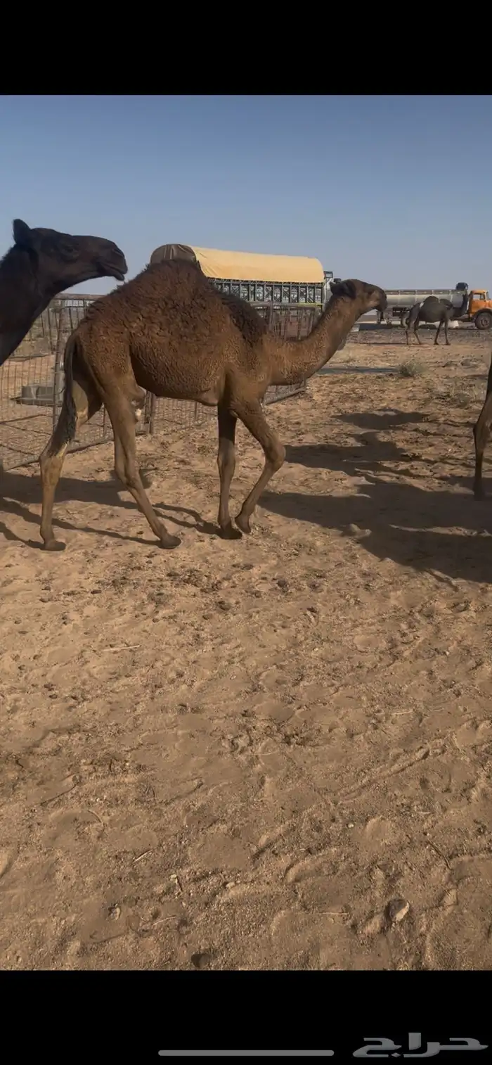 قعدان لبانيه حدر امهاتها 3