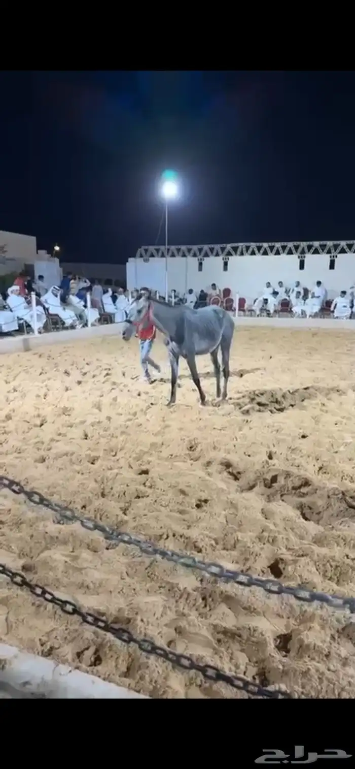 فرسين للبيع عربية شعبية 1