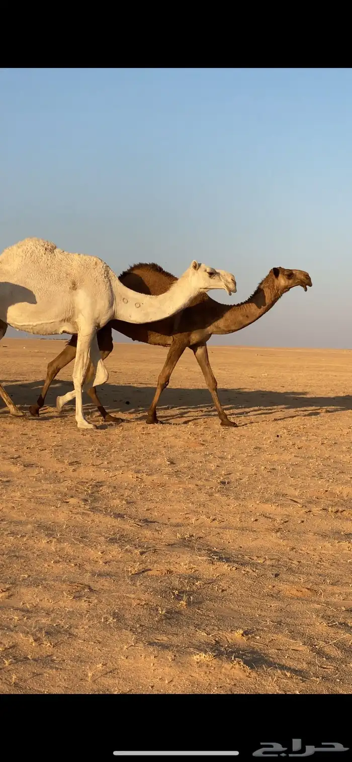 ابل ذود مراح واحد صفر و وضح 1