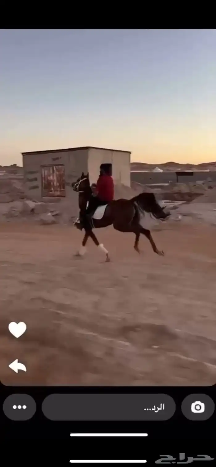 حصان عربي 0