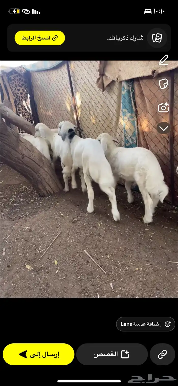 بهم حري لباني 1