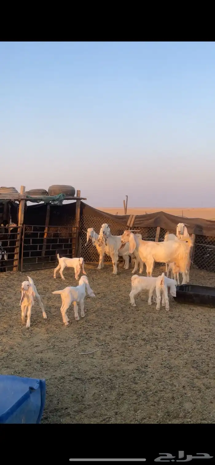 معزا عوارض رغايث 18