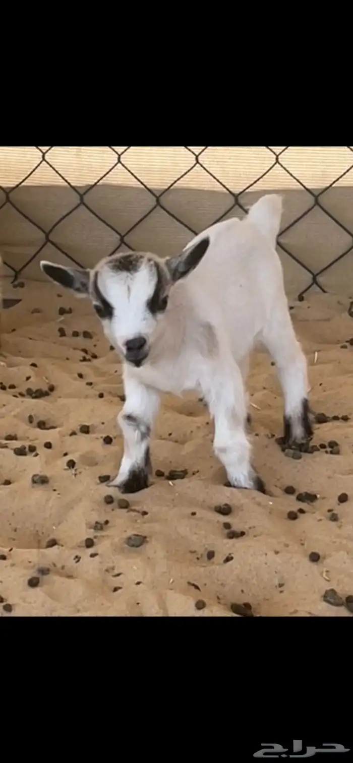 صغار ماعز قزم (انثى) 1