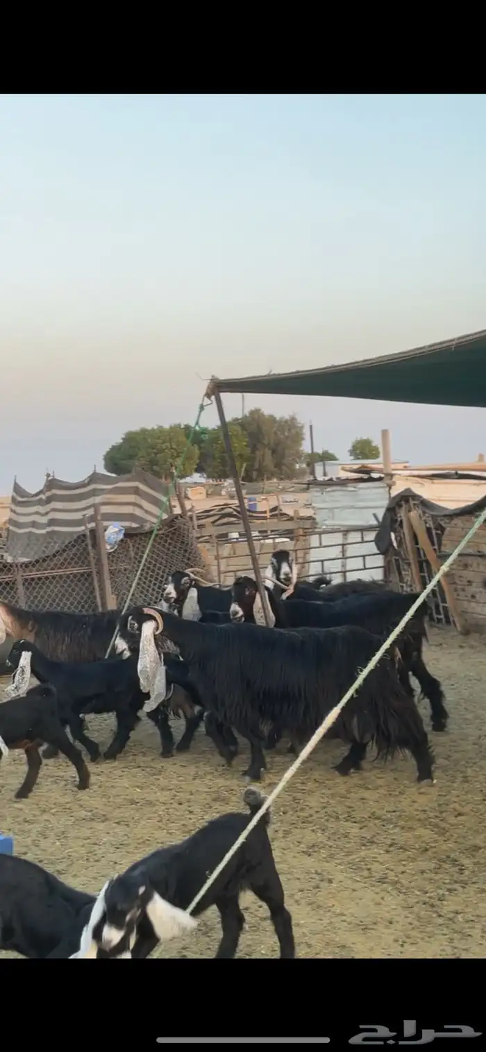 معزا عوارض رغايث 10