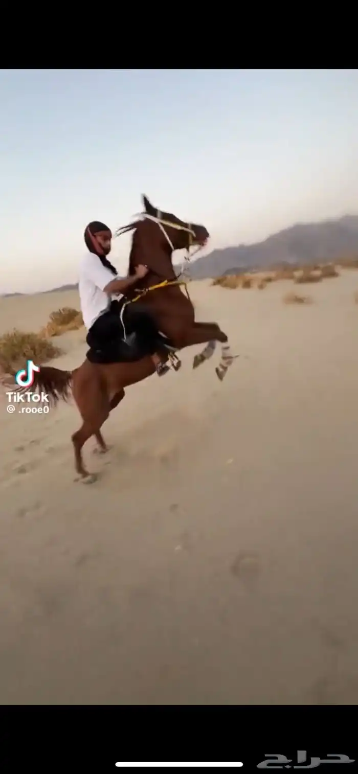 حصان عربي 3