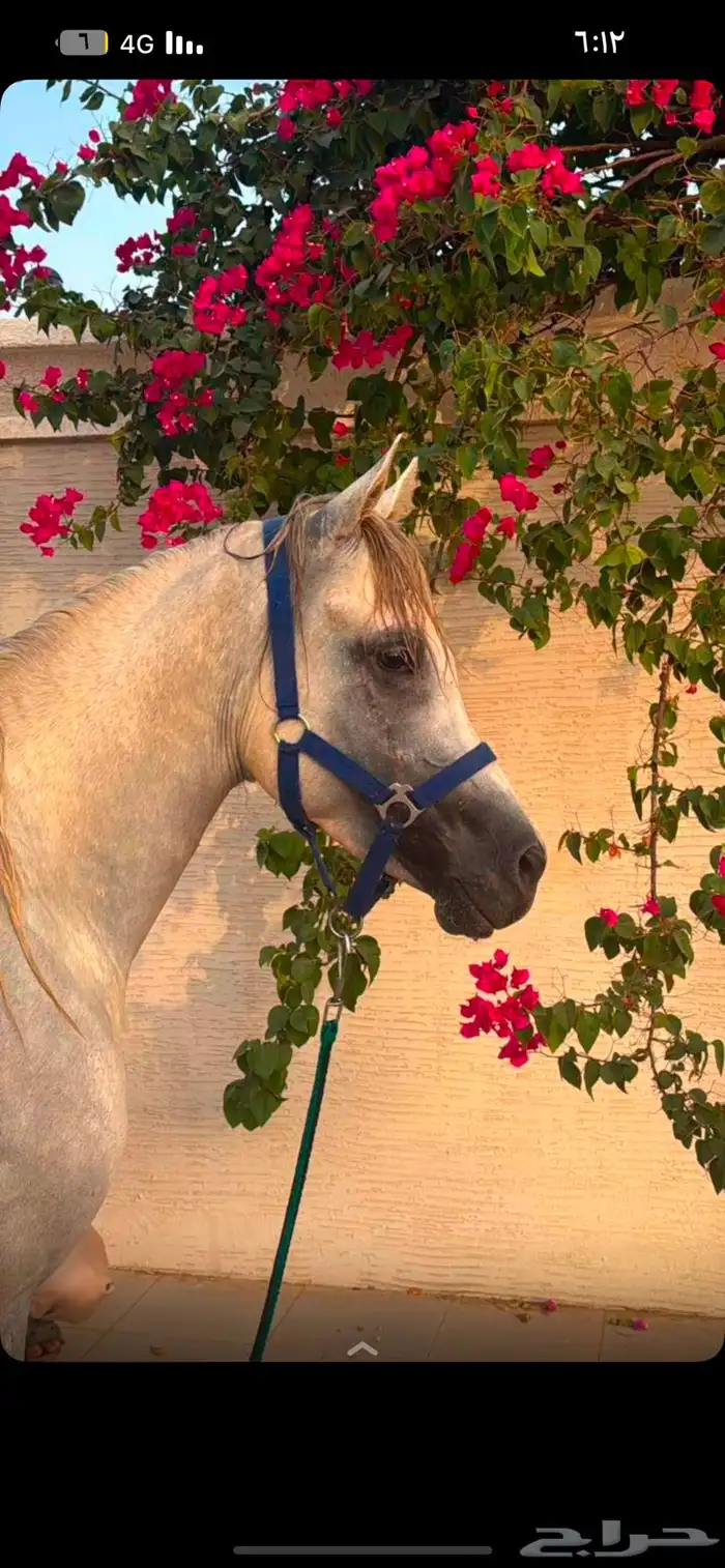 حصان أوراق 2