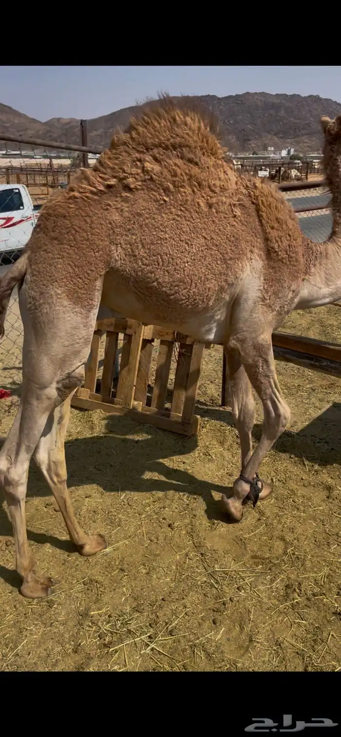 للبيع القعدان الكفو للمبادي وزواجات 1