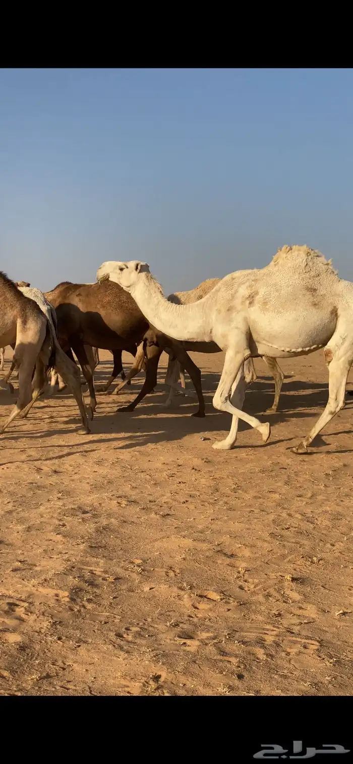 ابل ذود مراح واحد صفر و وضح 5