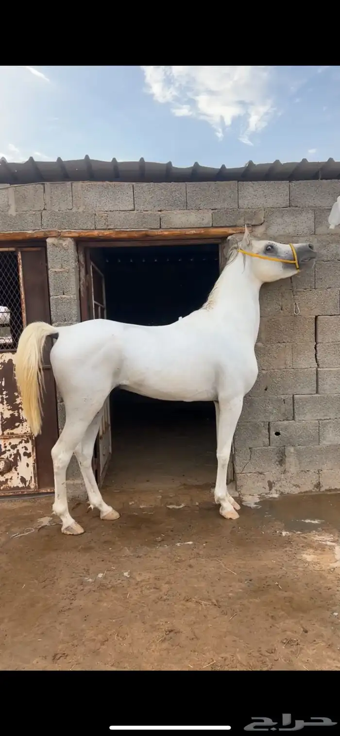 حصان أوراق 4