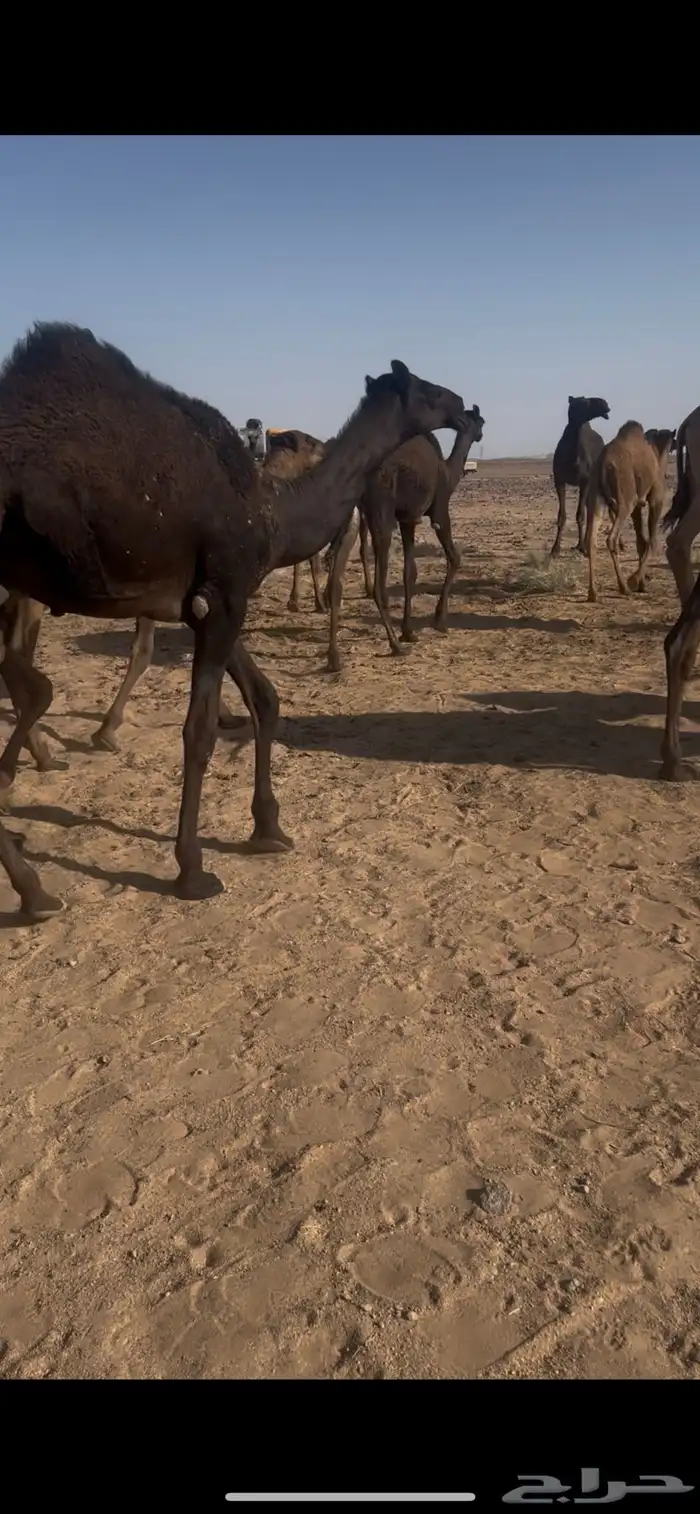 قعدان لبانيه حدر امهاتها 6