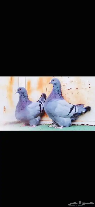 زوج فرش top index