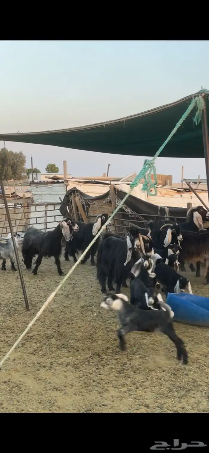 معزا عوارض رغايث 6