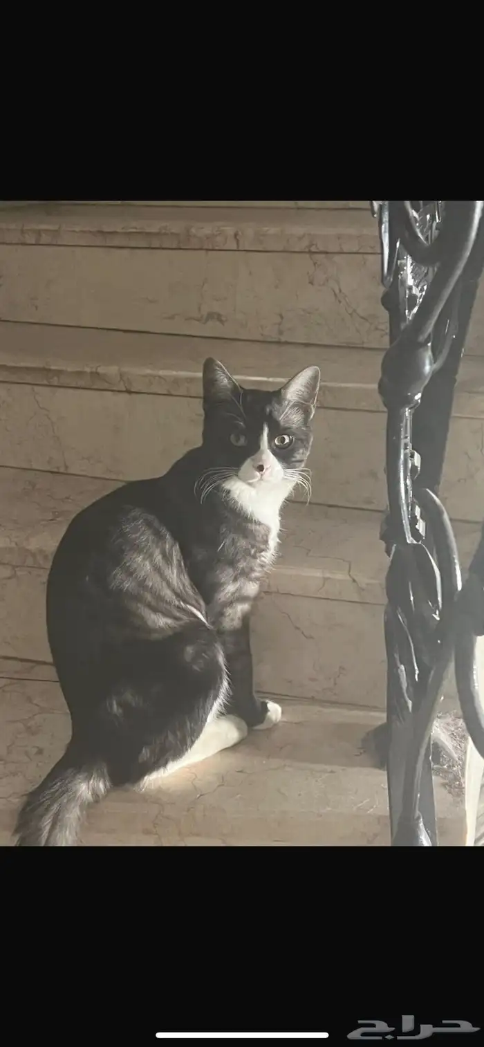 قط ذكر عمره 10 شهر 2