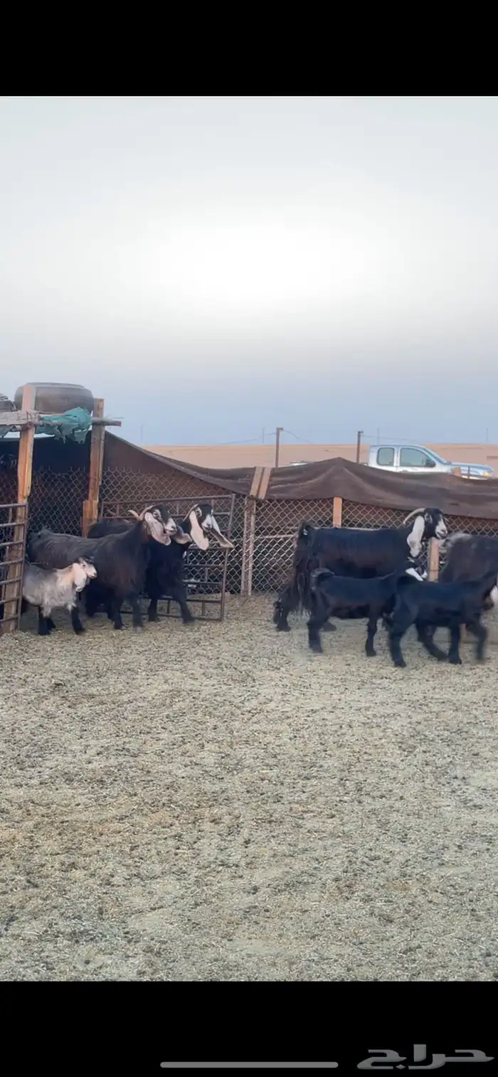 معزا عوارض رغايث 4