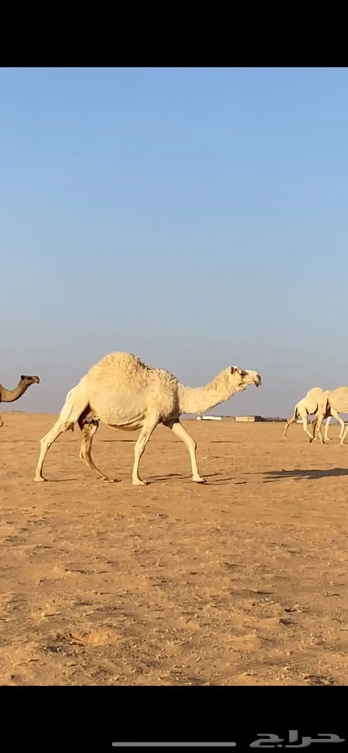 ابل ذود مراح واحد صفر و وضح 9