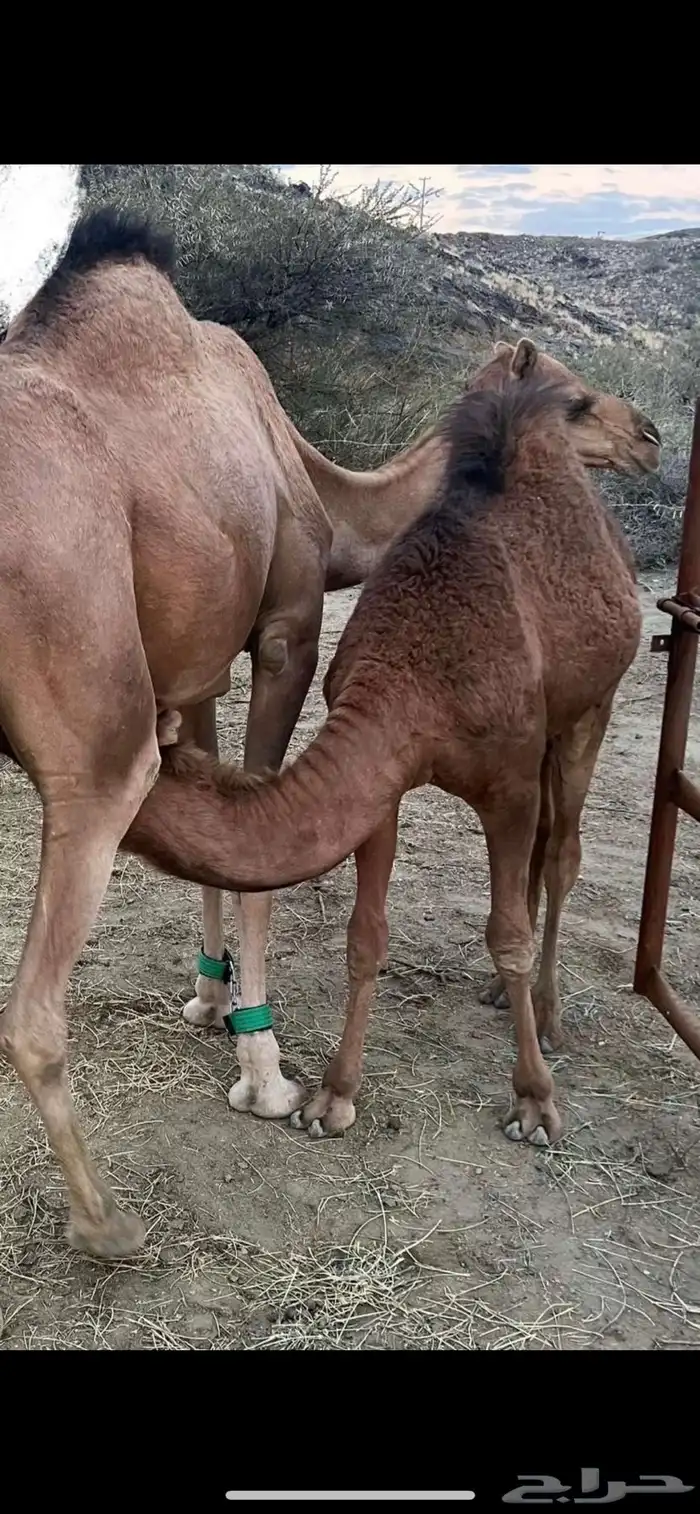 قعود مفرود ياهل المناسبات 0