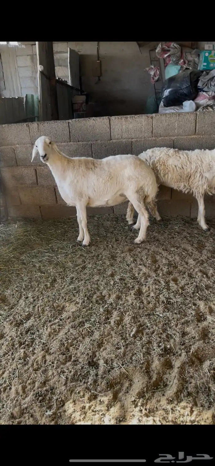 حريات مقاني طيبه ثنيه وسديس واحده امكن دافع وثانيه مااعلم 2 1