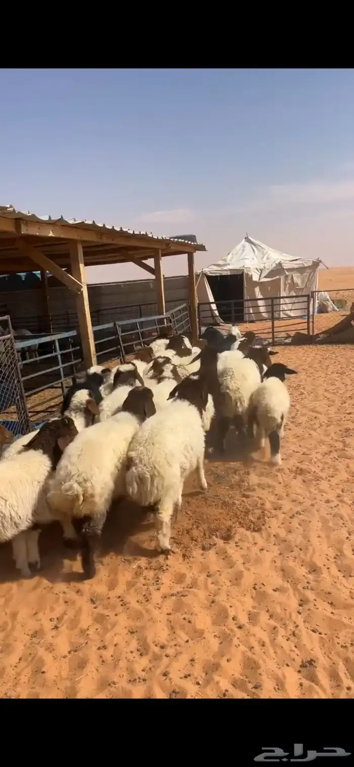 هرافى نعيم 3