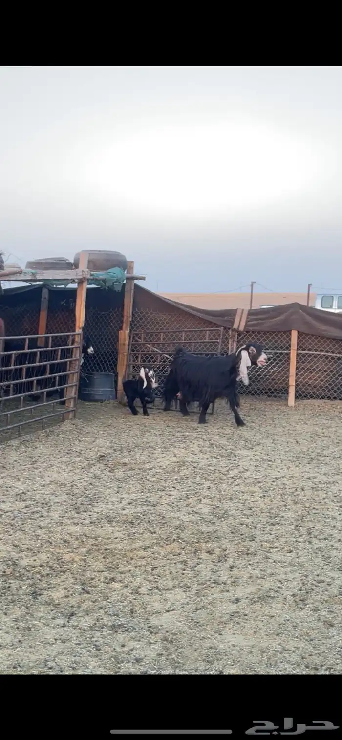 معزا عوارض رغايث 2