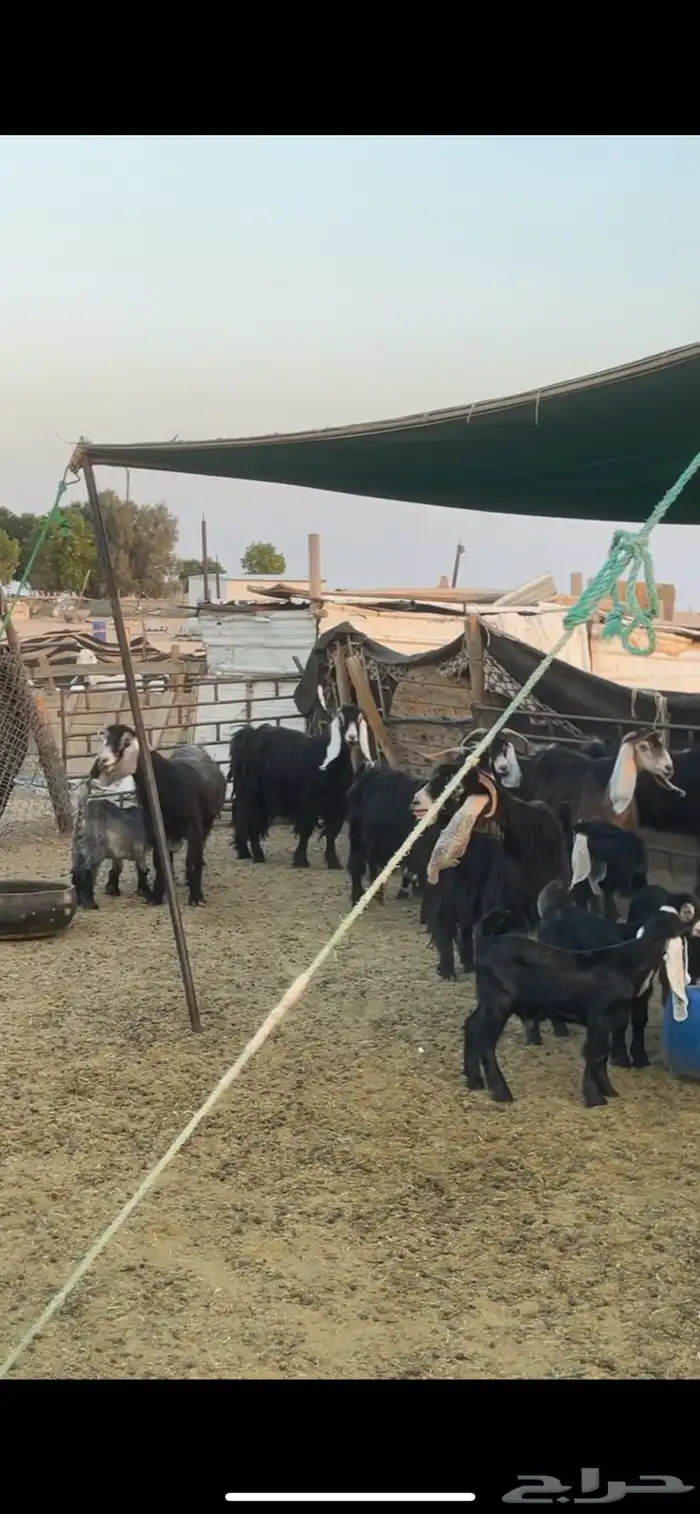 معزا عوارض رغايث 7