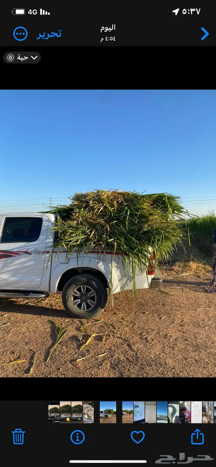 اعلاف اعلاف علف وشتلات بونيكام اسباني 1