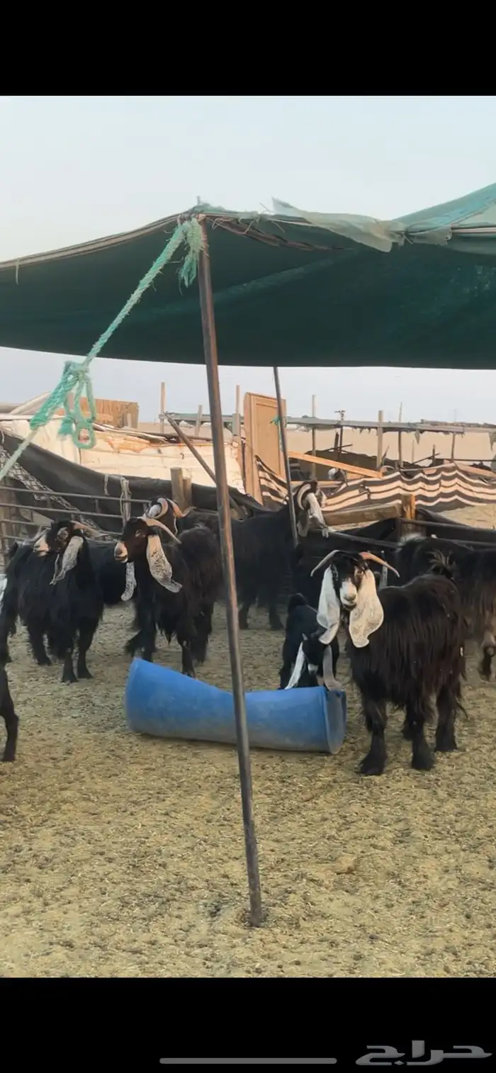 معزا عوارض رغايث 8