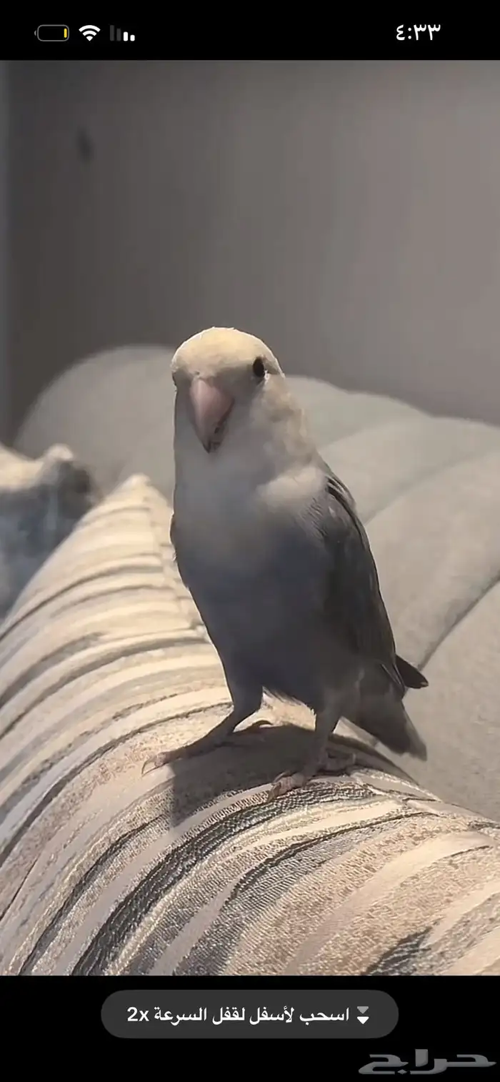 فندق للحيونات الاليفه 0