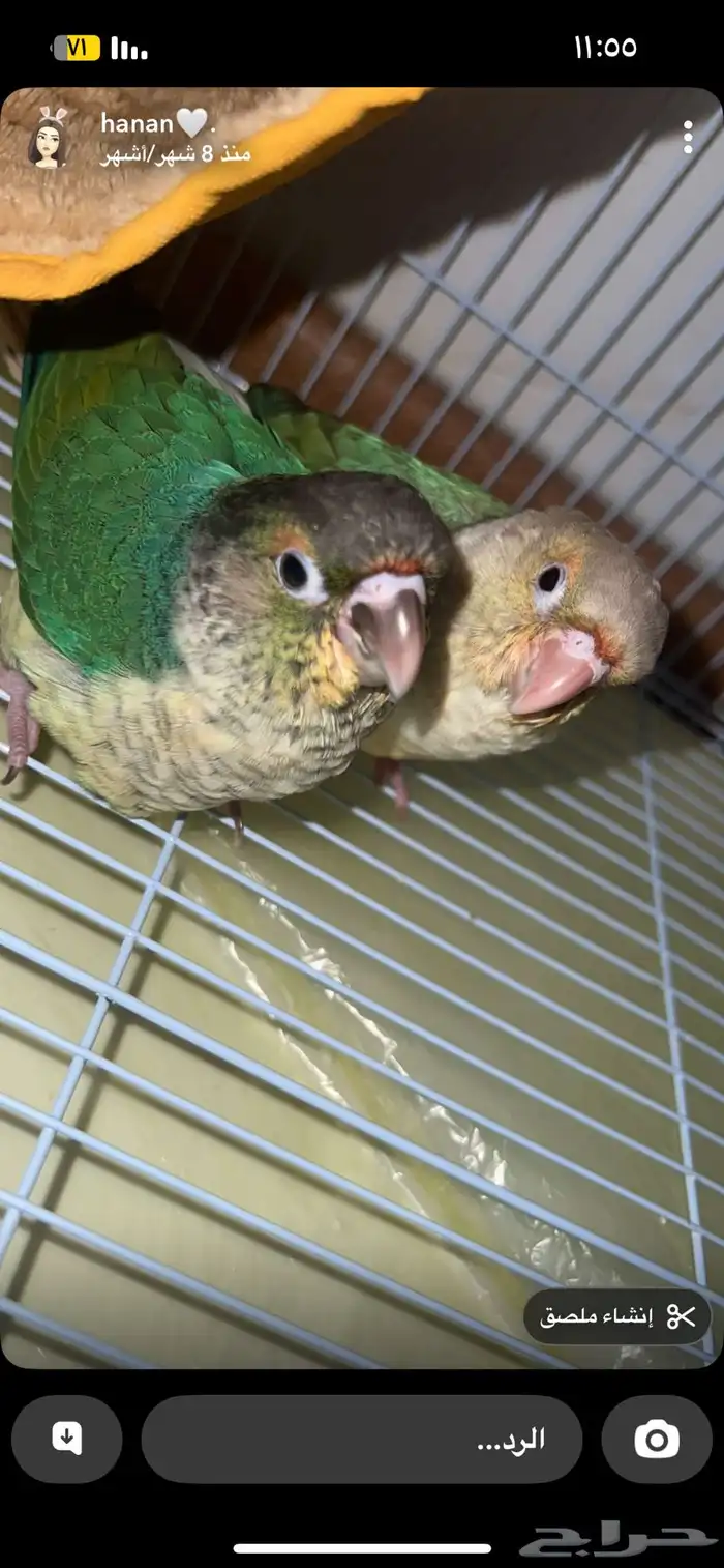 كنيور ضايع مكه 0