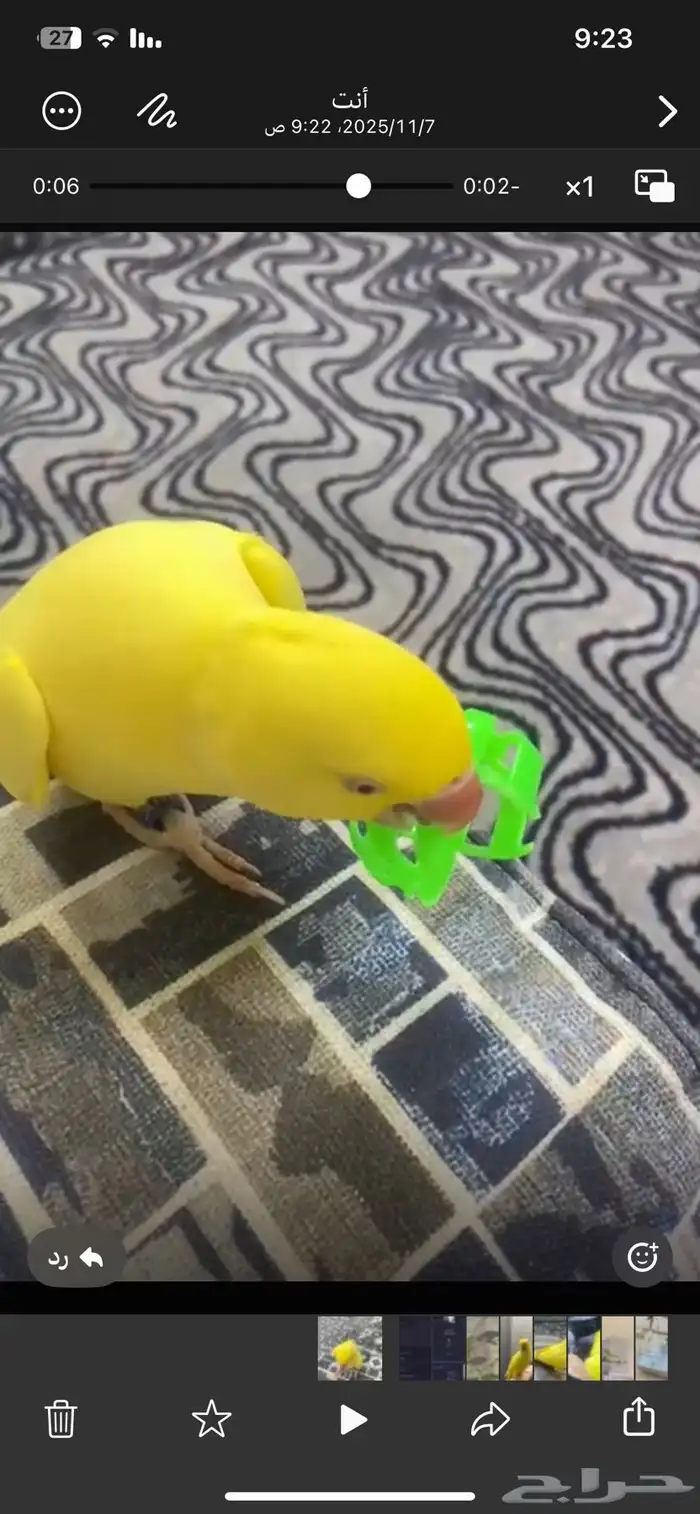 دره للبيع انثى تتكلم 0